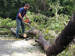 How Our Tree Care Process Works  in  Tenafly, NJ