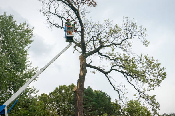 Best Lot and Land Clearing  in Tenafly, NJ