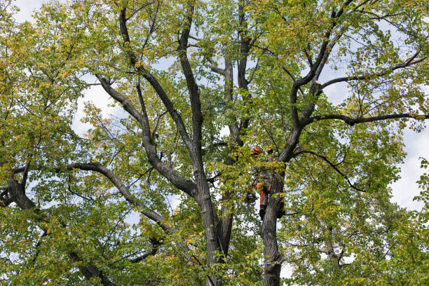 Best Arborist Consultation Services  in Tenafly, NJ